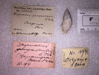 Media type: image; Malacology 133213 Description: 133213_Drymaeus_yungasensis image;